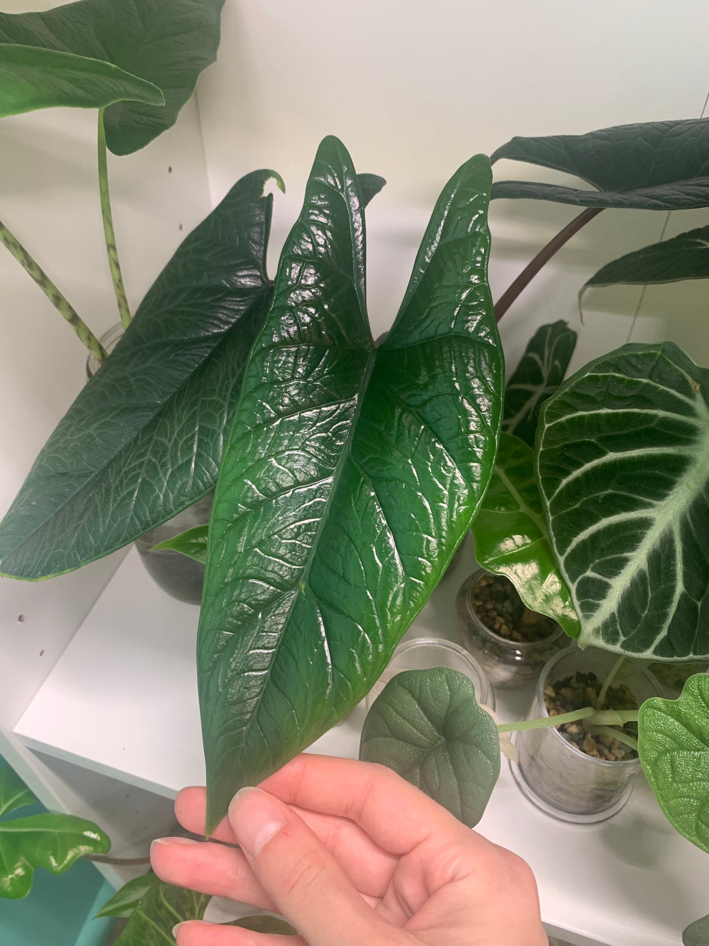 Alocasia scalprum ‘Samar Lance’