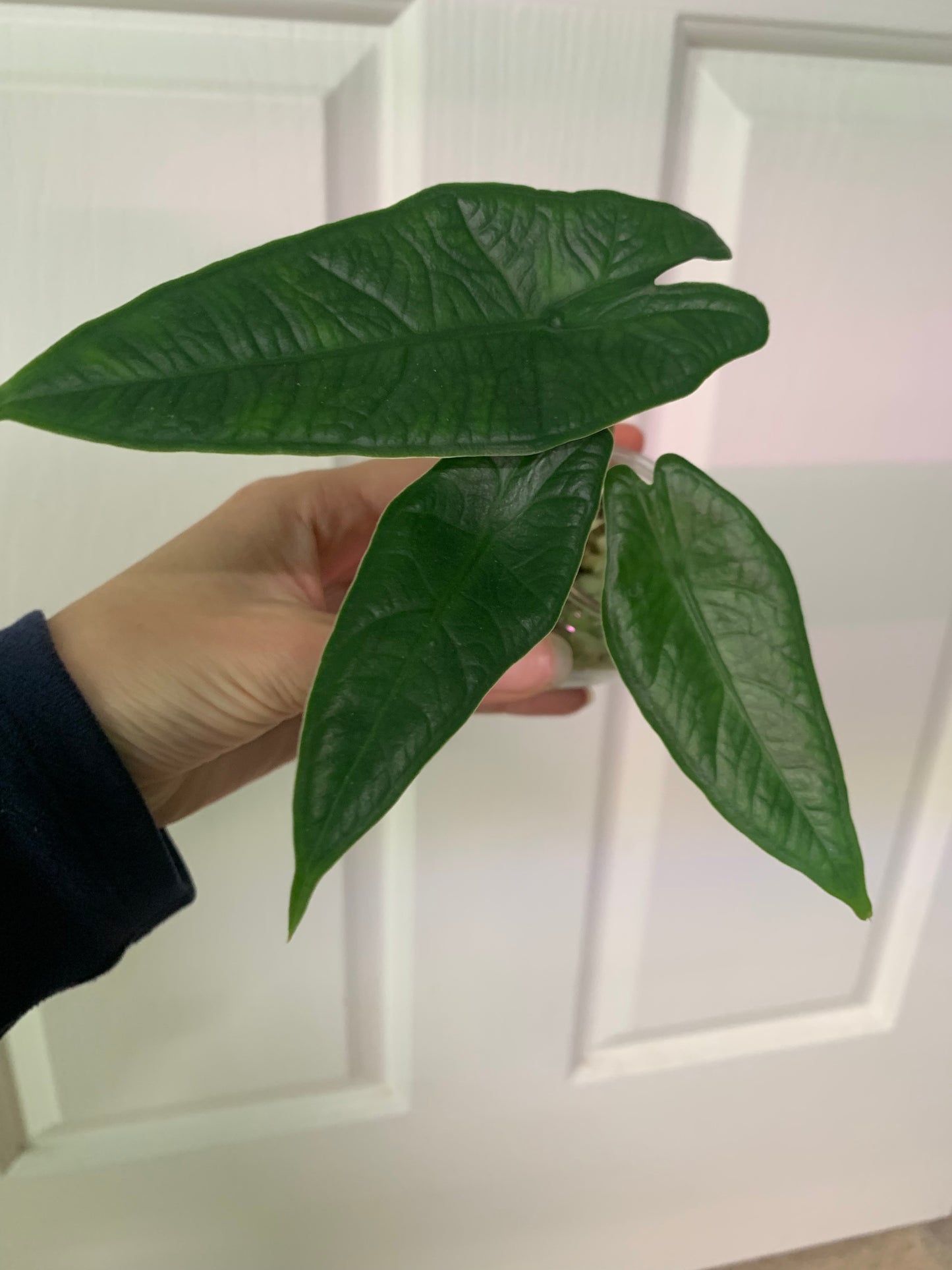 Alocasia sp Sulawesi “Green Carpet”