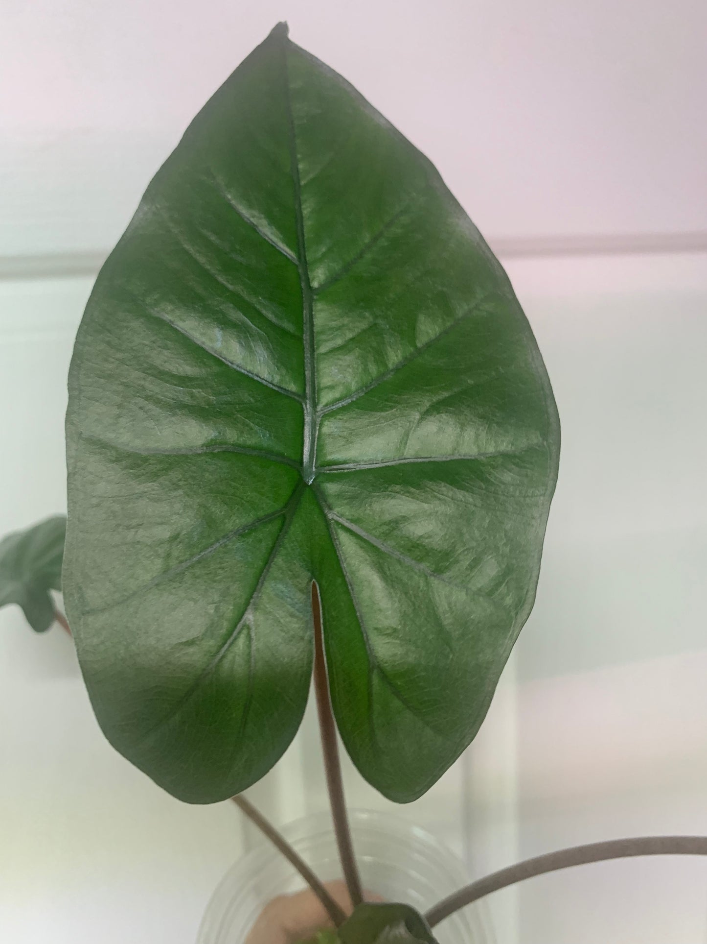 Alocasia “Yucatan Princess”