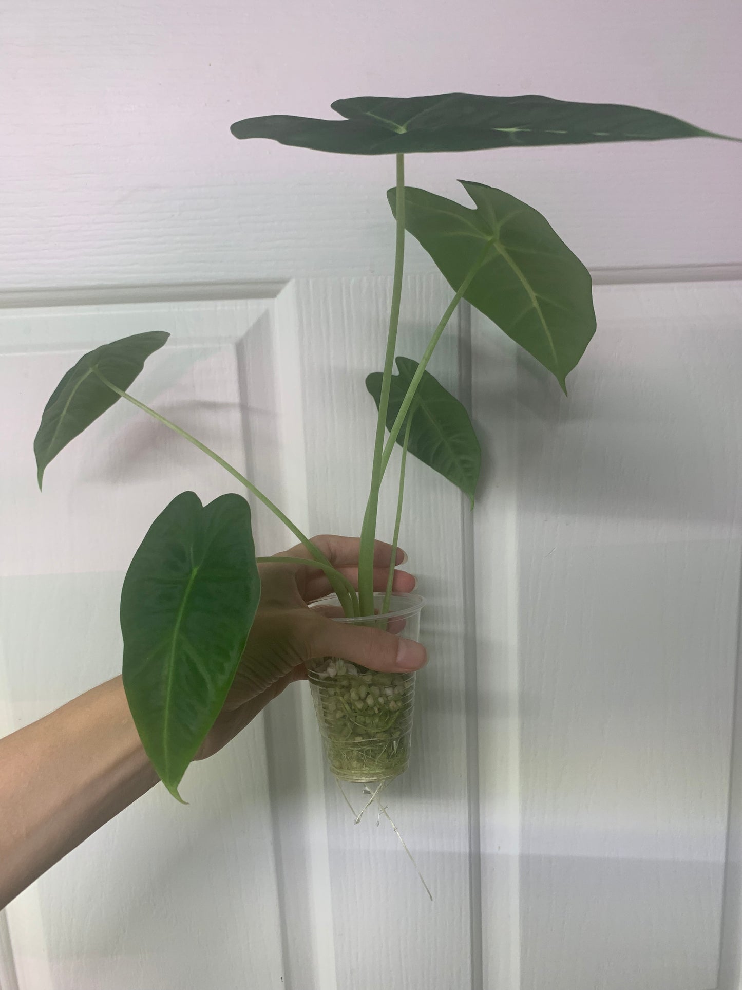 Alocasia micholitziana ‘Green Velvet’