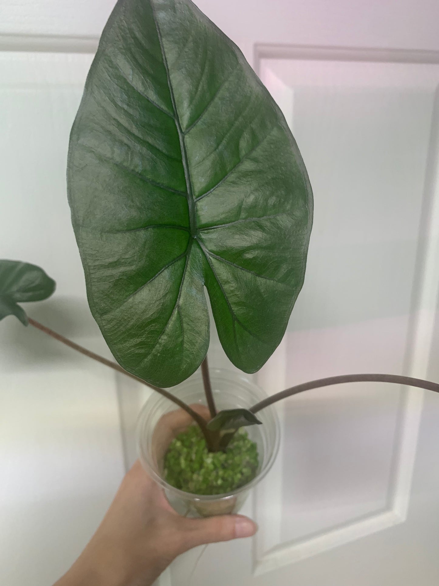 Alocasia “Yucatan Princess”