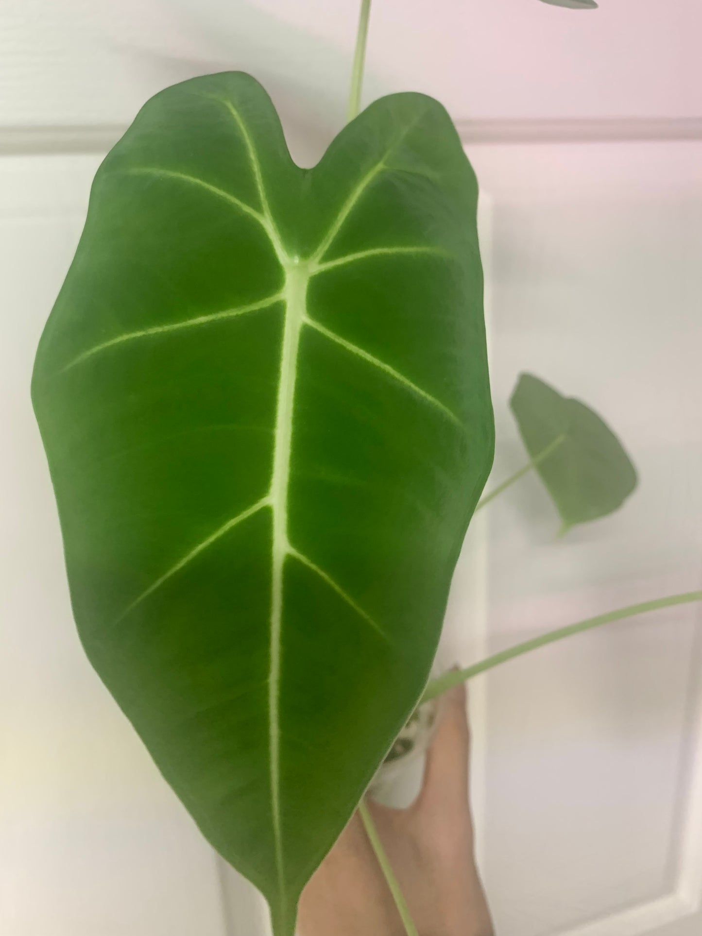 Alocasia micholitziana ‘Green Velvet’