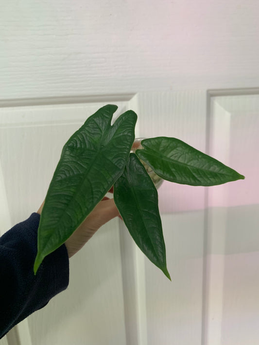 Alocasia sp Sulawesi “Green Carpet”