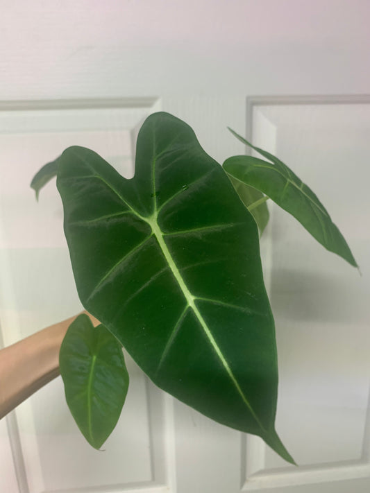 Alocasia micholitziana ‘Green Velvet’