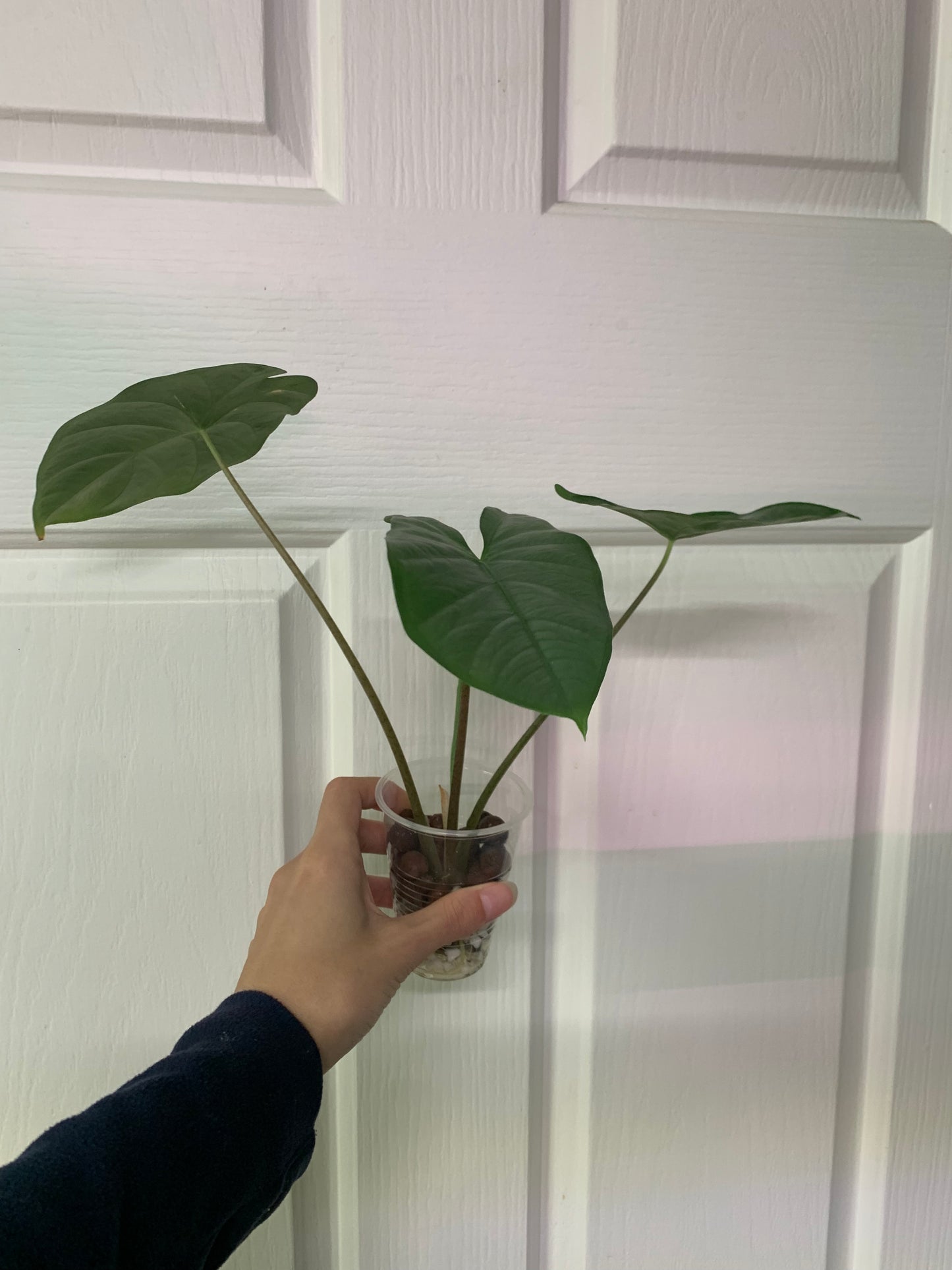 Alocasia ‘Corazon’