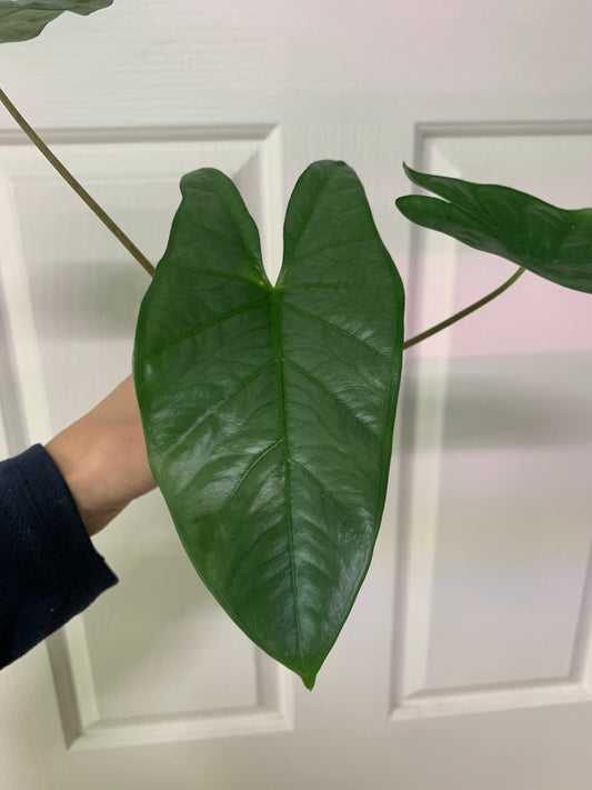 Alocasia ‘Corazon’