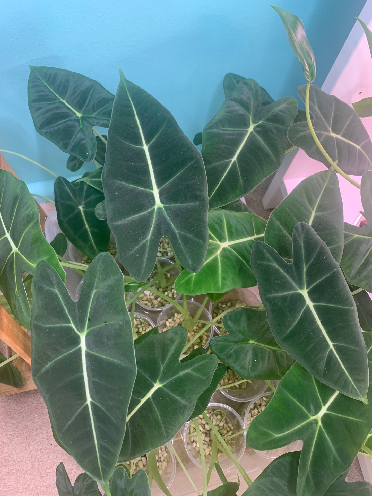 Alocasia micholitziana ‘Green Velvet’