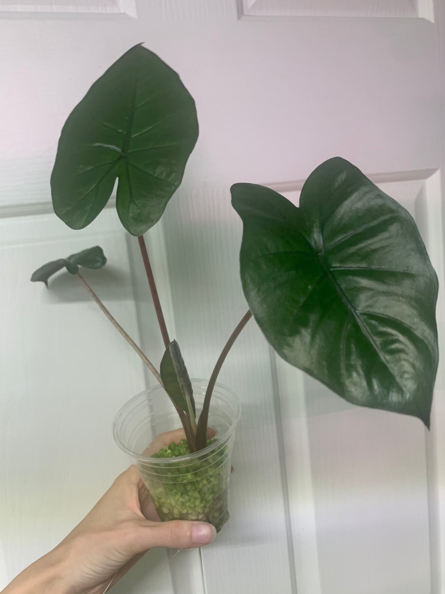 Alocasia “Yucatan Princess”