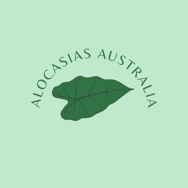 Alocasias Australia