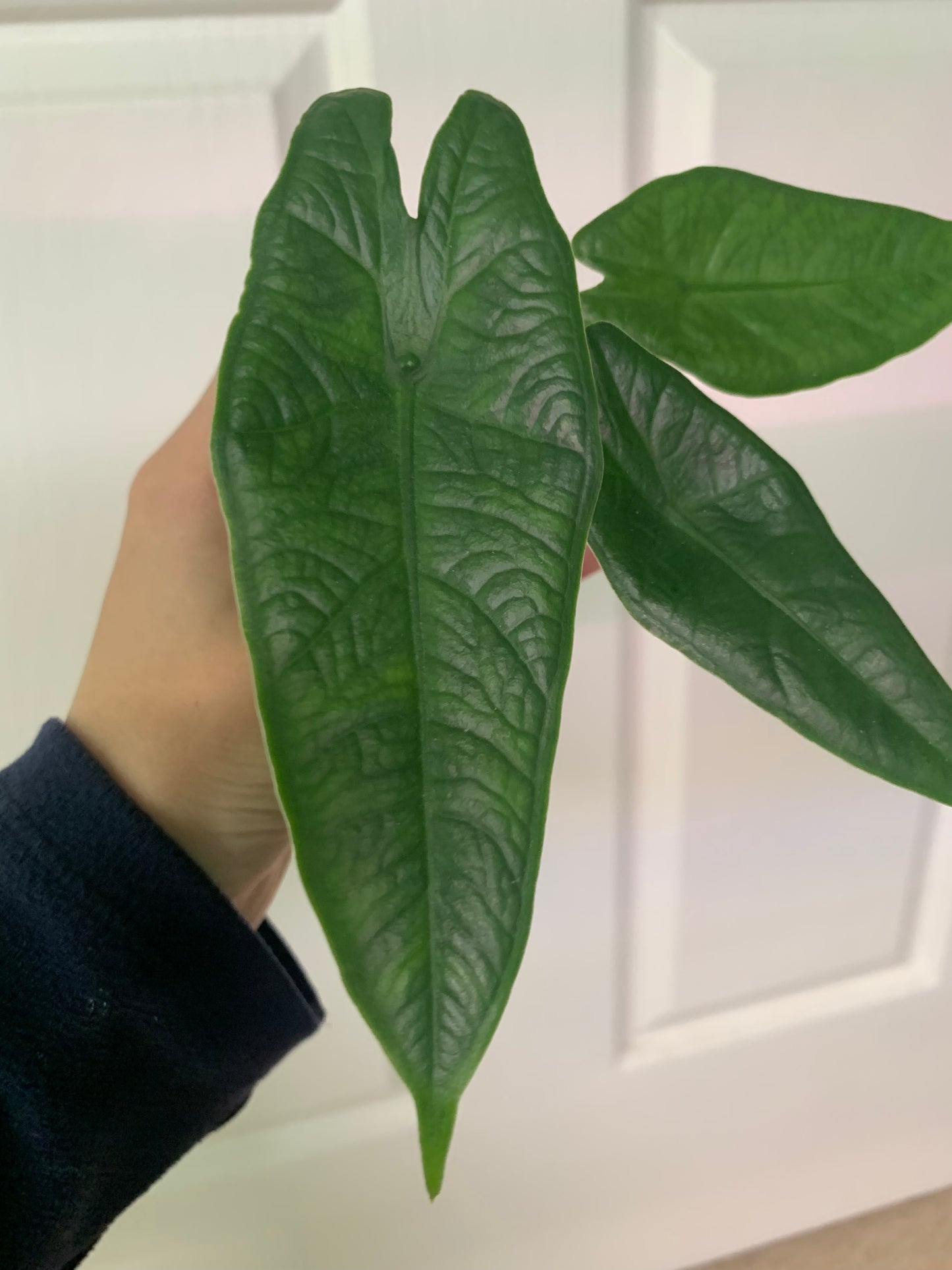 Alocasia sp Sulawesi “Green Carpet”